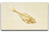 Bargain, Fossil Fish (Diplomystus) - Wyoming #346955-1